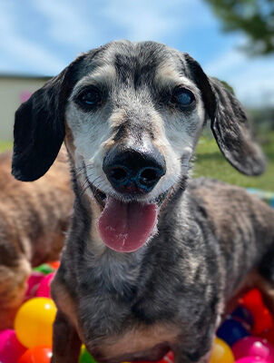 dog in ball pit